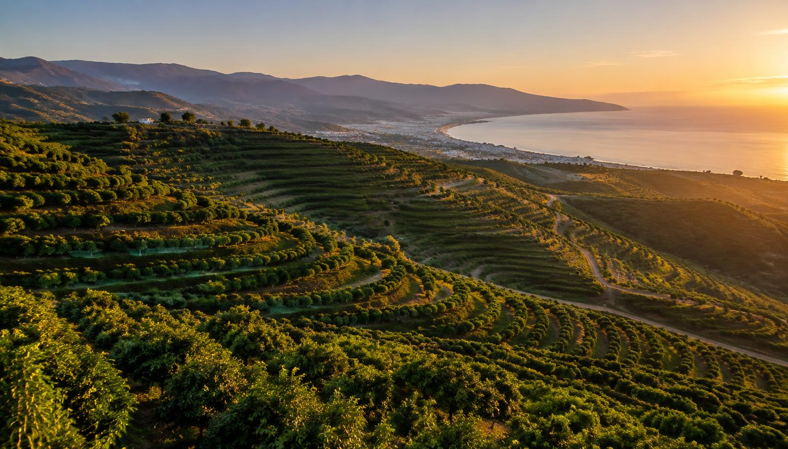 Finca de aguacates en terrazas junto a la costa mediterránea española